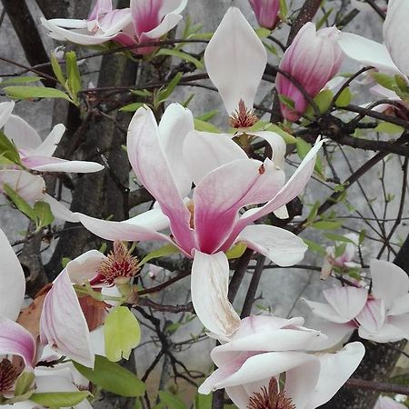 La Magnolia Appartamento Кашина Экстерьер фото